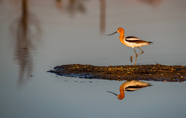 An American Avocet and Reflection Wading in Calm Water Looking for Food