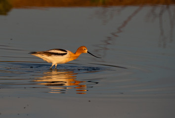 An American Avocet and Reflection Wading in Calm Water Looking for Food