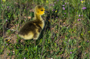 Canada Goose Gosling Exploring its Surroundings