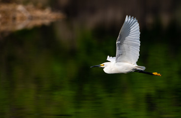 A Beautiful Snowy Egret in Flight