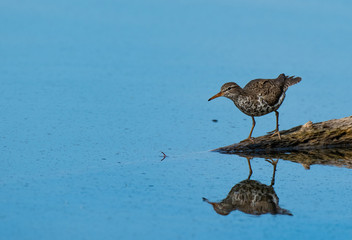 A Spotted Sandpiper with Reflection on a Cold Calm Lake