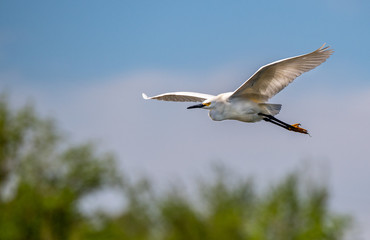 A Snowy Egret in Flight with Blue Sky Background