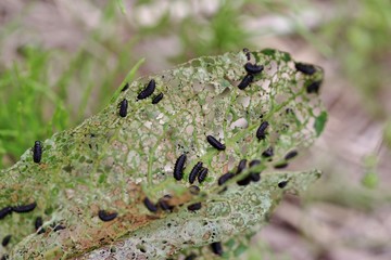 植物を食べ尽くす虫