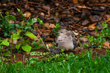A Pretty Mourning Dove searching for Food on a Cold and Rainy Day