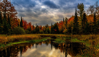 Northwoods Fall Swamp