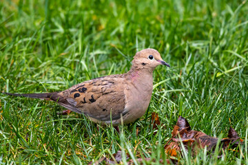A Pretty Mourning Dove searching for Food on a Cold and Rainy Day
