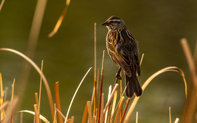 A Female Red-winged Blackbird Perched on a Cattail
