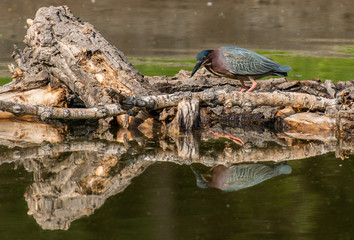 A Green Heron Stalking Fish at a Lake in Colorado