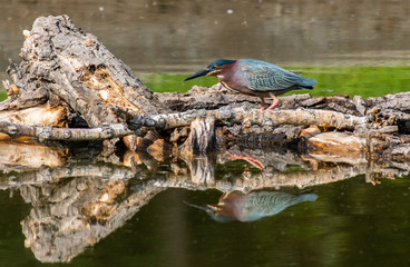 A Green Heron Stalking Fish at a Lake in Colorado