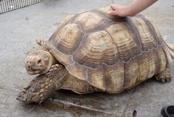 亀の甲羅に触る