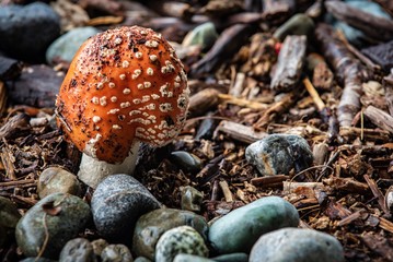 Red toadstool