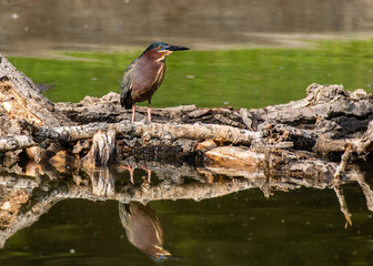 A Green Heron Stalking Fish at a Lake in Colorado
