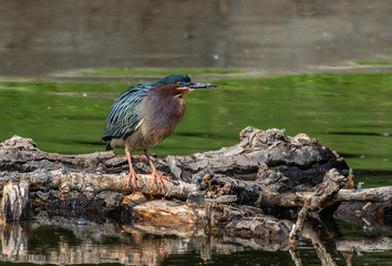 A Green Heron Stalking Fish at a Lake in Colorado