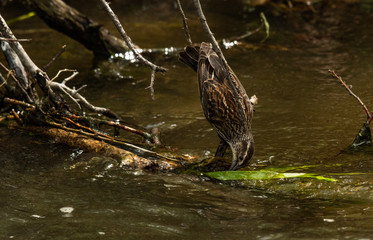 A Female Red-winged Blackbird Foraging for Food in the River