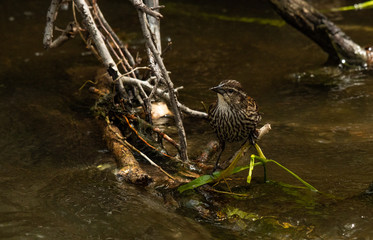 A Female Red-winged Blackbird Foraging for Food in the River
