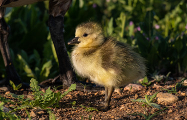 A Baby Canada Goose Gosling on a Colorado Spring Morning