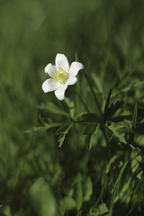 Obraz na płótnie Canvas Flower Anemone nemorosa