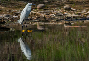A Snowy Egret at Lake Shore Line