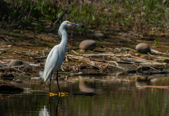 A Snowy Egret at Lake Shore Line