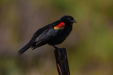 A Red-winged Blackbird Perched on a Fence Post