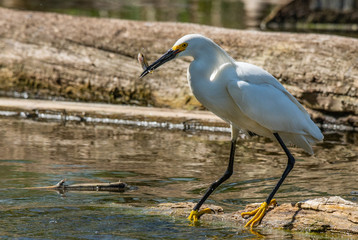 A Snowy Egret with Fish in its Beak