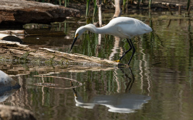 Obraz premium A Snowy Egret Stalking its Prey at Lake