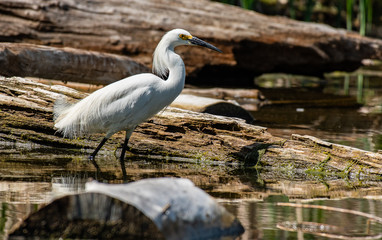 A Snowy Egret Stalking its Prey at Lake