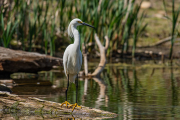 Fototapeta premium A Snowy Egret Perched at the Lake Shore