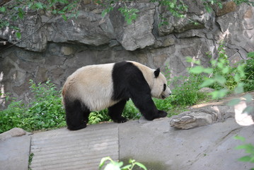 Fototapeta premium Panda at the Beijing Zoo