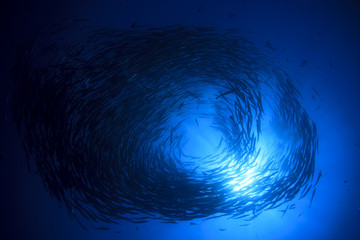 Naklejka premium School of Chevron Barracuda fish 