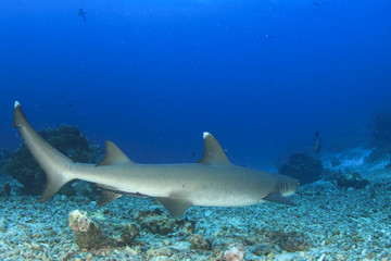 Obraz na płótnie Canvas Whitetip Reef Shark