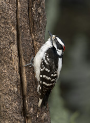 Downy woodpecker (Dryobates pubescens)