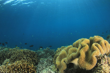 Coral stock photos and royalty-free images, vectors and illustrations