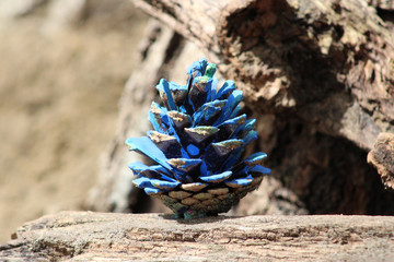 Coloured pine cones