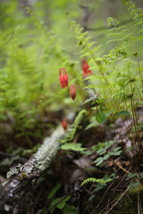 Red Columbine Flower Growing in a Forest with Mossy Wood and Ferns
