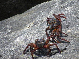 Cangrejos de mar