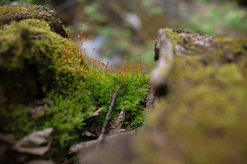 Moss Covered Tree Stump