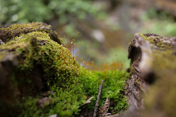 Moss Covered Tree Stump