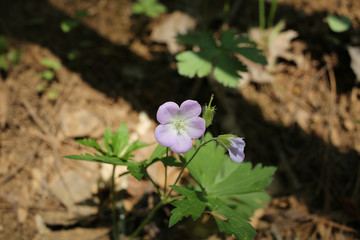 Virginia Wildflowers Purple Wild Geranium Growing on a Forest Floor