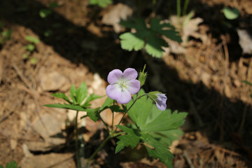 Virginia Wildflowers Purple Wild Geranium Growing on a Forest Floor