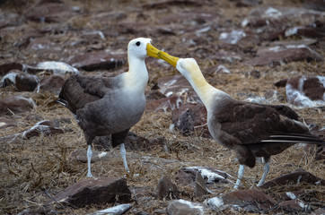 Waved Albatross (also known as Galapagos Albatross), in a nesting colony on Isla Española in the Galapagos Islands.