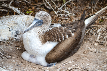 Blue-Footed Booby (Sula nebouxii) on the Galapagos Islands, Ecuador