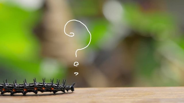 Colorful Barbed Butterfly Caterpillar Creeping on the Wood Surface. concept of question marks and other signs scribble or scrabble effect