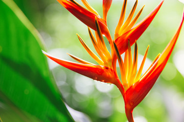 Beautiful flower in the botanic garden.