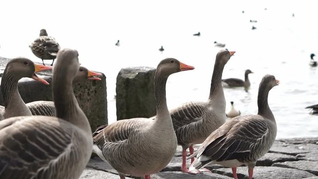 group different kind of ducks walking around lake in snowing day slow motion