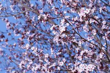 Blossoms Against Sky