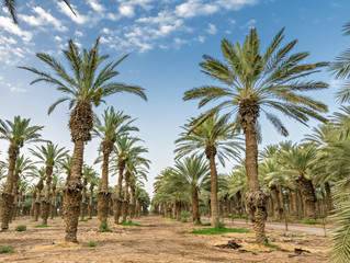 Fototapeta na wymiar Plantation of date palms. Image depicts advanced tropical agriculture in the Middle East