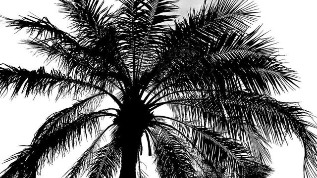 black palm tree in nature
