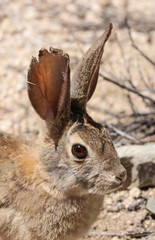 Jackrabbit closeup 