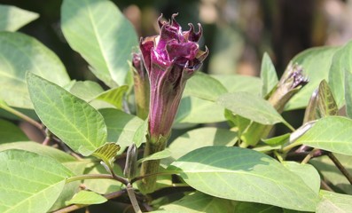 Purple or black Datura flower
